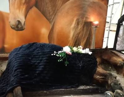 Totes Pferd das vor der Kremierungskammer liegt