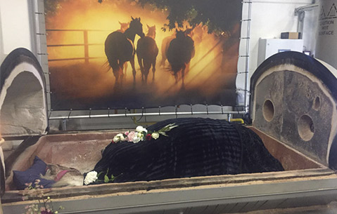 Aufbebahrtes totes Pferd mit Blumen